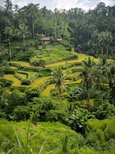 оферти Екзотика Бали