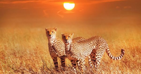 Сафари в Кения