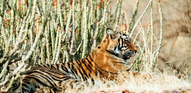 категория 4*