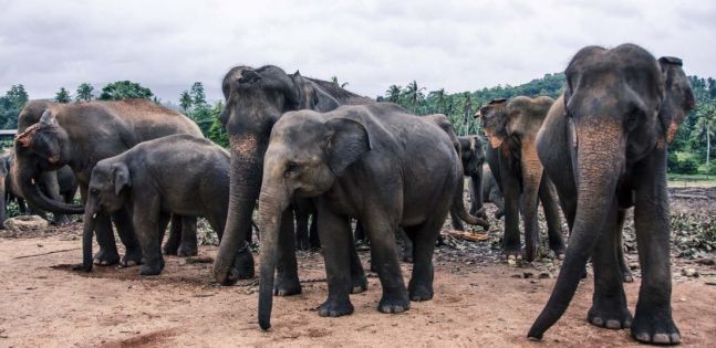 оферти Шри Ланка