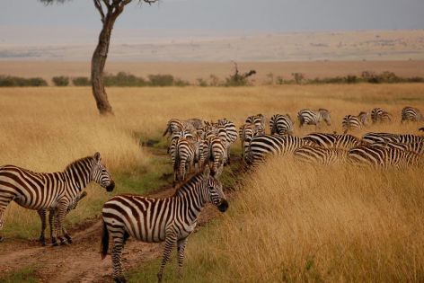 Кения: Истинско сафари преживяване  Посещение на Масай Мара, Найроби, Найваша, Амбосели
