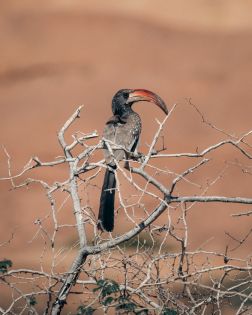 Фото приключение в Кения с фотографа Габриел Генчев