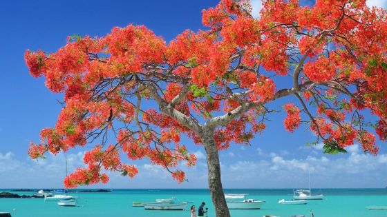 Оферти  Мавриций