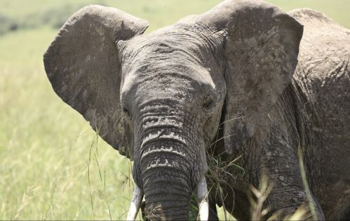 Нова Година 2027 в Кения: плаж на океана и сафари, 29.12.26–07.01.27