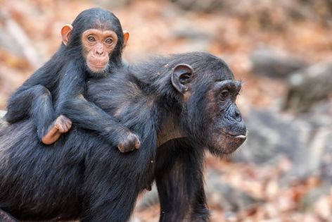 РУАНДА 2025 / ДЖИП САФАРИ СРЕД ШИМПАНЗЕТА, ГОРИЛИ И НАЦИОНАЛЕН ПАРК АКАГЕРА (BIG 5) - ПРОГРАМА 8 НОЩУВКИ, 9 ДНИ